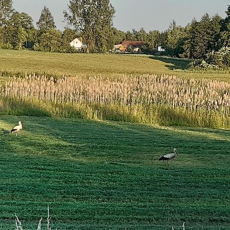 Domek W Kwiatach Zyndaki Exteriör bild