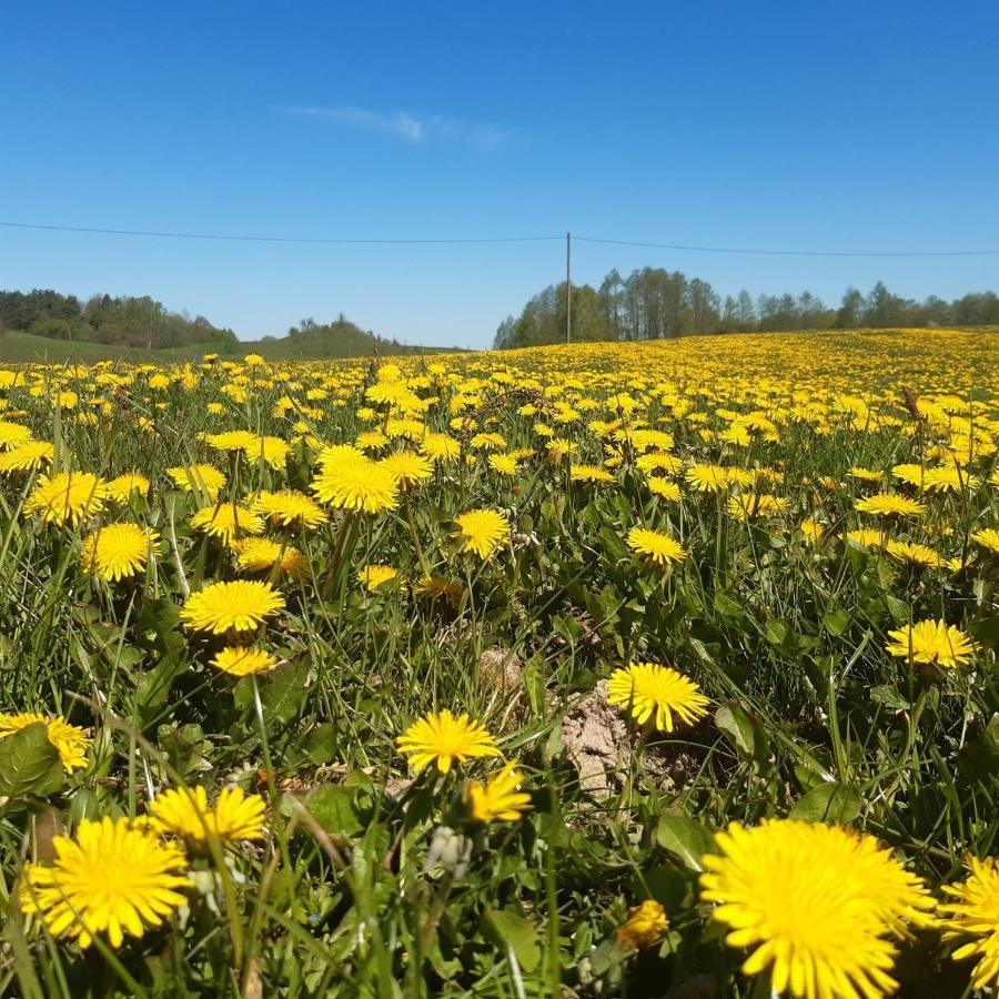 Domek W Kwiatach Zyndaki Exteriör bild